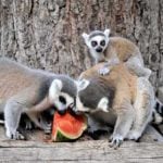 A lemur stays on the lookout while friends tuck in.Photo: Bioparco di Roma