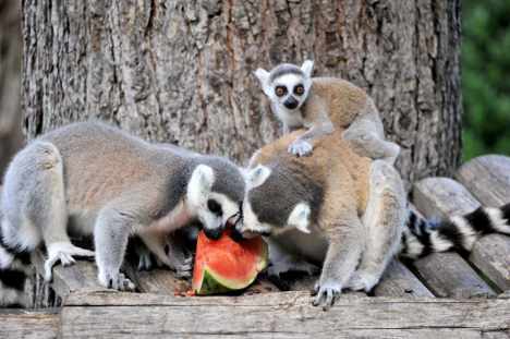 Rome zoo animals get fruity holiday treat