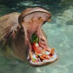 Now we know! Just fruit for this hippo.Photo: Bioparco di Roma