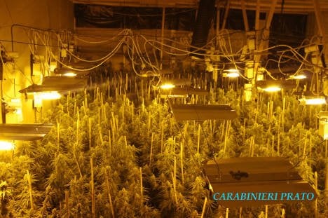 Italian police bust ‘enormous’ cannabis farm