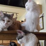 Italy’s first ‘cat café’ opens in Turin