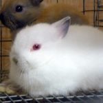 Rabbits slaughtered as part of ‘Satanic ritual’