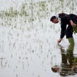 Exports soar for Italy’s rice farmers