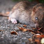 Woman fed gran rat poison in inheritance bid