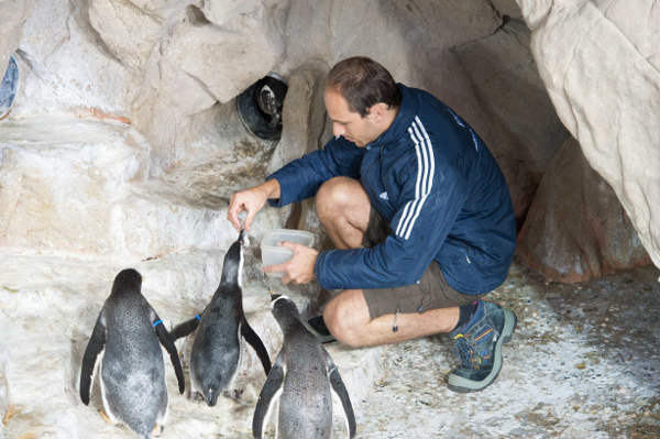 ‘Rare’ twin penguins born in Genoa Aquarium
