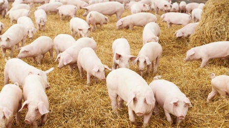 Grunting pigs avert cattle raid in Campania