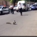 VIDEO: Rome police help ducks cross busy road