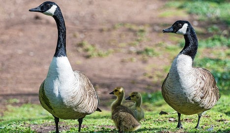 Italian town declares war on 'aggressive' geese