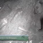 VIDEO: 'Blond' bear finds internet fame in Italy
