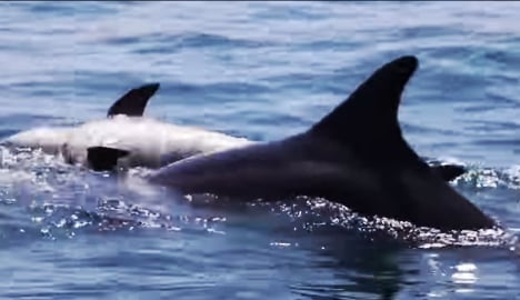 VIDEO: Dolphin refuses to abandon dead calf