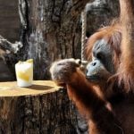 Martina the orangutan sits in the shade with an ice lolly.Photo: Bioparco di Roma