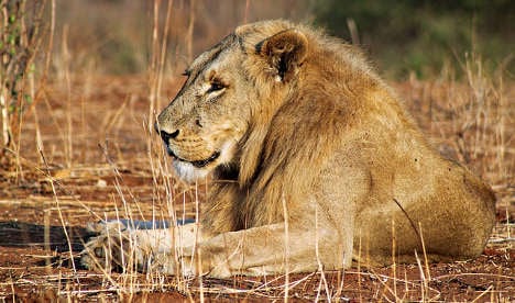 'I did nothing wrong': Italian lion-killing vet
