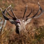 Italian farmer killed by hormonal pet deer
