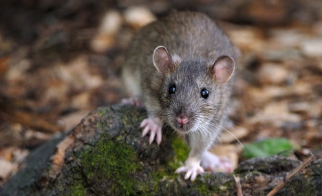 Four Italians contract deadly rat urine disease