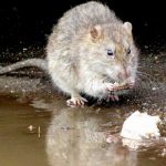 Rome rat crisis: leaders vow hefty fines for litter louts