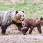 Poison probe after protected brown bear found dead in Italy
