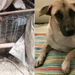 This dog escaped a Thai meat market for a new life in Italy