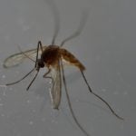 Italian carries Zika in sperm for record six months