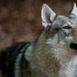 Hundreds of wolf-dog hybrids illegally sold in Italy