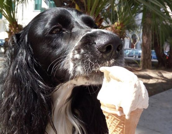 Italian gelateria debuts ice cream for dogs