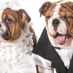Dogs can’t be ring bearers, Italian mayor tells engaged couple