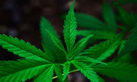 It’s Ok for Rastafarians to smoke weed to meditate: Italian court