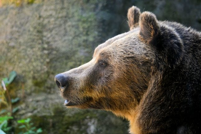 Rare brown bear dies in Italy capture operation