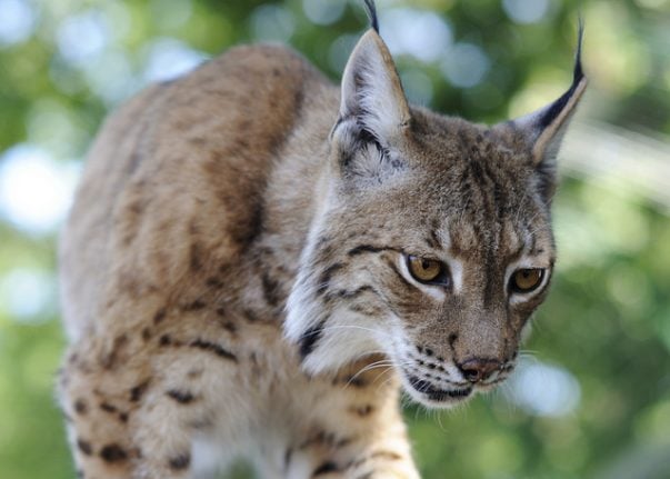 Rare lynx sightings in northern Italy excite naturalists