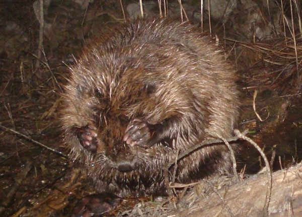 Beavers return to Italy after 450 years