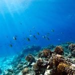 'Like the Maldives': Italy's first coral reef discovered off the coast of Puglia