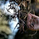 ‘No cure’ for deadly disease ravaging Italy’s olive trees
