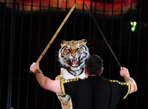 Tigers kill circus trainer in southern Italy