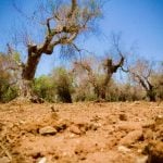 Researchers hunt for solutions to Italy’s ‘olive tree leprosy’