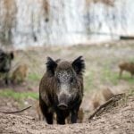 'Frozen' wild boar used to fake road crash in Italy