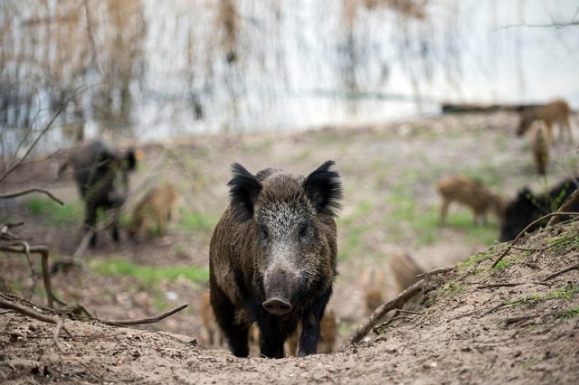 ‘Frozen’ wild boar used to fake road crash in Italy