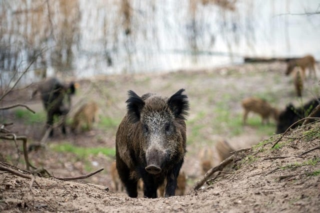 Wild boar sniff out and destroy €20K cocaine stash in Tuscan forest