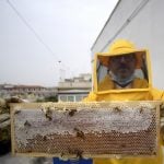 How the Italian lockdown has benefitted Rome's urban bees