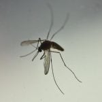 Mosquitoes don't transmit coronavirus, Italian study finds