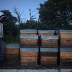 'Truly inexplicable': Why did four million bees die overnight in northern Italy?