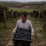 Italy’s wine production falls by nine percent after year of extreme weather