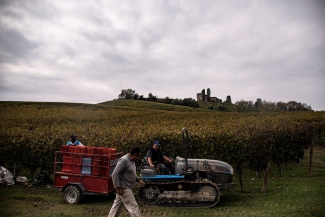 A man drives a vehicle through a field of Nebbiolo grapes during the harvest in the Langhe countryside in Barolo, northwestern Italy on October 18, 2018. 