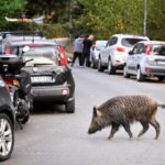 Case of African swine fever confirmed in northern Italy